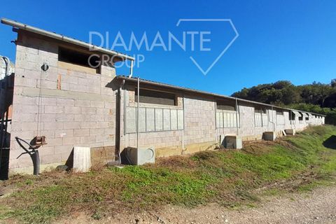 Farm i Arezzo, Arezzo, Arezzo - € 1.250.000 | Ref: AZ389 - foto 11