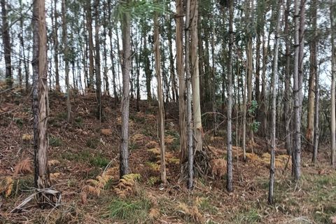 Helårsgrund i Eixo e Eirol, Aveiro, Eixo e Eirol - € 128.000 | Ref: AV25/209 - foto 12