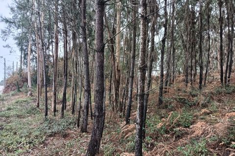 Helårsgrund i Eixo e Eirol, Aveiro, Eixo e Eirol - € 128.000 | Ref: AV25/209 - foto 15