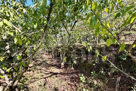 Terra a Barro, Aveiro, Barro - € 60.000 | Ref: HT_50211 - foto 15