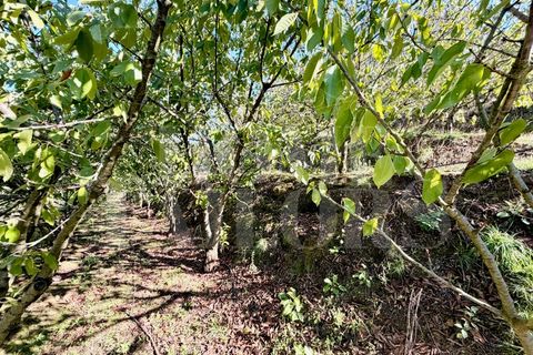 Terra a Barro, Aveiro, Barro - € 60.000 | Ref: HT_50211 - foto 17