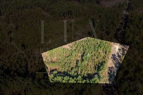 Terra a Cantanhede, Coimbra, Cantanhede - € 35.000 | Ref: LUX_CB-00746 - foto 5