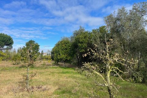 Helårsgrund i Carvalhal, Leiria, Carvalhal - € 150.000 | Ref: PTC20250116.3 - foto 5