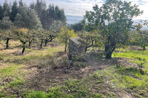 Helårsgrund i Carvalhal, Leiria, Carvalhal - € 150.000 | Ref: PTC20250116.3 - foto 8