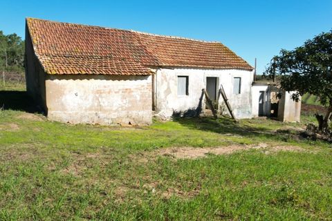Landejendom i Carvalhal, Leiria, Carvalhal - € 75.000 | Ref: PTC20250116.2 - foto 3