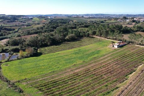 Landejendom i Carvalhal, Leiria, Carvalhal - € 75.000 | Ref: PTC20250116.2 - foto 4
