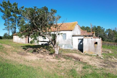Landejendom i Carvalhal, Leiria, Carvalhal - € 75.000 | Ref: PTC20250116.2 - foto 5