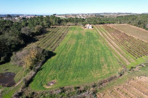 Landejendom i Carvalhal, Leiria, Carvalhal - € 75.000 | Ref: PTC20250116.2 - foto 6