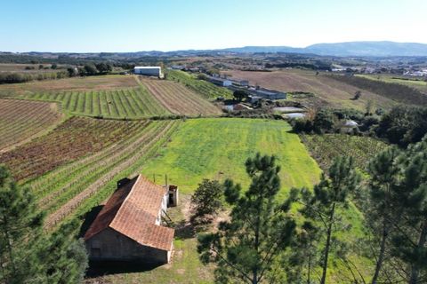 Landejendom i Carvalhal, Leiria, Carvalhal - € 75.000 | Ref: PTC20250116.2 - foto 7