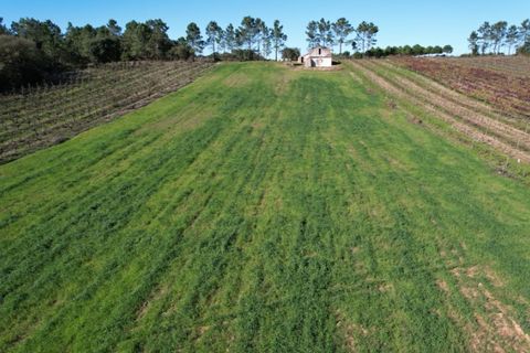 Landejendom i Carvalhal, Leiria, Carvalhal - € 75.000 | Ref: PTC20250116.2 - foto 8