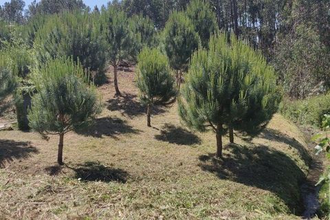 Terra a Leiria, Leiria, Leiria - € 50.000 | Ref: 763799 - foto 2