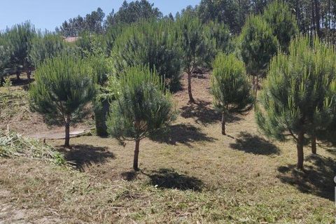 Terra a Leiria, Leiria, Leiria - € 50.000 | Ref: 763799 - foto 3