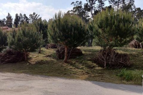 Terra a Leiria, Leiria, Leiria - € 50.000 | Ref: 763799 - foto 5