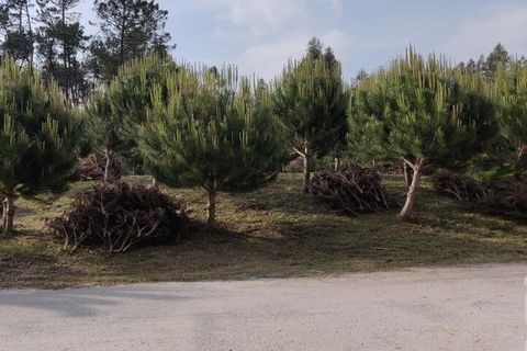Terra a Leiria, Leiria, Leiria - € 50.000 | Ref: 763799 - foto 6