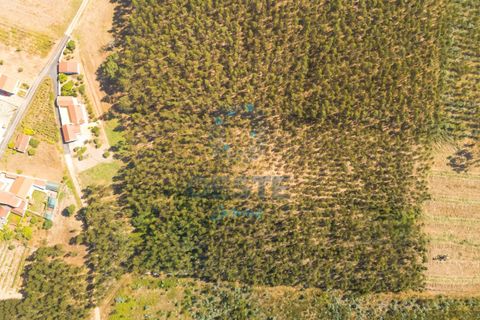 Helårsgrund i Bombarral, Leiria, Bombarral - € 95.000 | Ref: 2025/0049 - foto 6