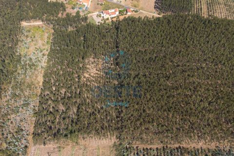 Helårsgrund i Bombarral, Leiria, Bombarral - € 95.000 | Ref: 2025/0049 - foto 8