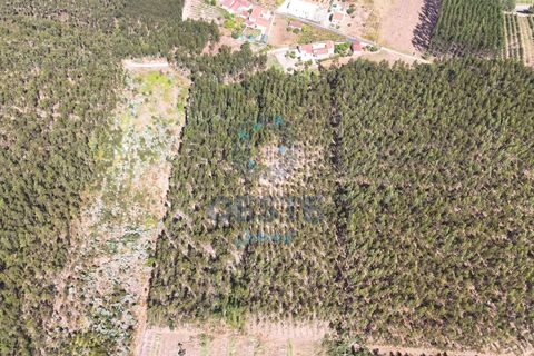 Helårsgrund i Bombarral, Leiria, Bombarral - € 95.000 | Ref: 2025/0049 - foto 9