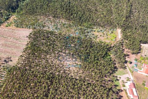Helårsgrund i Bombarral, Leiria, Bombarral - € 95.000 | Ref: 2025/0049 - foto 11