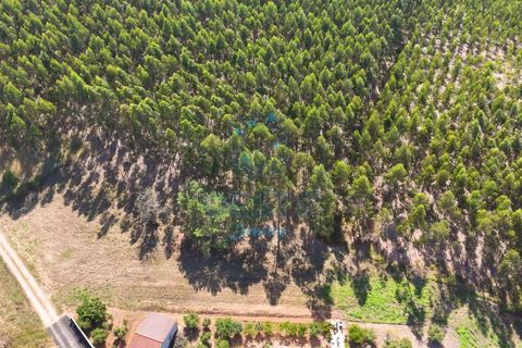 Helårsgrund i Bombarral, Leiria, Bombarral - € 95.000 | Ref: 2025/0049 - foto 5