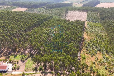 Helårsgrund i Bombarral, Leiria, Bombarral - € 95.000 | Ref: 2025/0049 - foto 16