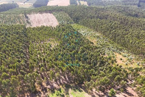 Helårsgrund i Bombarral, Leiria, Bombarral - € 95.000 | Ref: 2025/0049 - foto 17