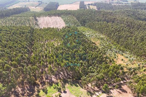 Helårsgrund i Bombarral, Leiria, Bombarral - € 95.000 | Ref: 2025/0049 - foto 2