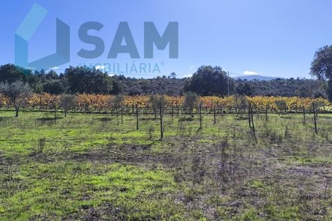 Landejendom i Juncais, Vila Ruiva e Vila Soeiro do Chão, Guarda, Juncais, Vila Ruiva e Vila Soeiro do Chão - € 299.000 | Ref: IR26/2025 - foto 38