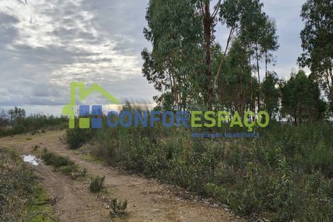 Helårsgrund i Castelo Branco, Castelo Branco, Castelo Branco - € 60.000 | Ref: 25114 - foto 13