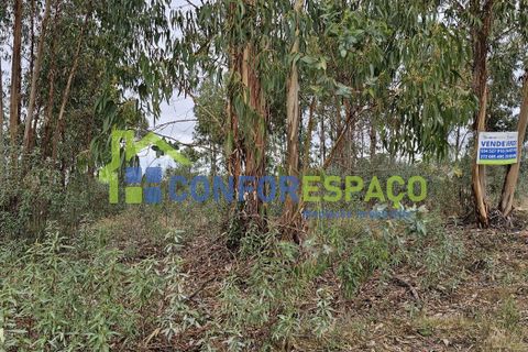 Helårsgrund i Castelo Branco, Castelo Branco, Castelo Branco - € 60.000 | Ref: 25114 - foto 15