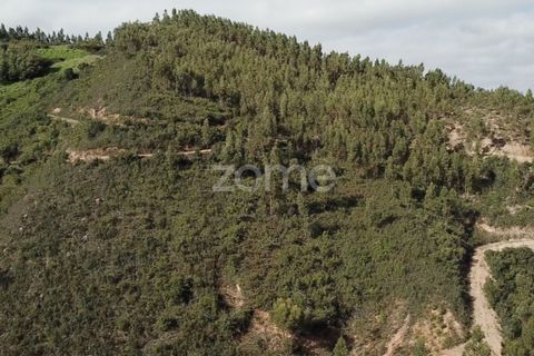 Helårsgrund i Monchique, Faro, Monchique - € 127.500 | Ref: ZMPT583526 - foto 5