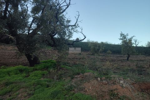 Terra a Sagres, Faro, Sagres - € 300.000 | Ref: T0362 - foto 6