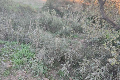 Terra a Sagres, Faro, Sagres - € 300.000 | Ref: T0362 - foto 8