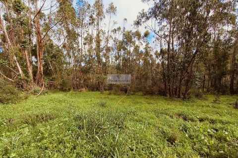 Helårsgrund i Monchique, Faro, Monchique - € 540.000 | Ref: T0388 - foto 11