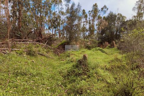 Helårsgrund i Monchique, Faro, Monchique - € 540.000 | Ref: T0388 - foto 13