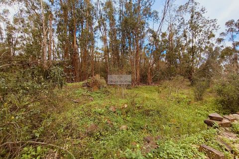 Helårsgrund i Monchique, Faro, Monchique - € 540.000 | Ref: T0388 - foto 14