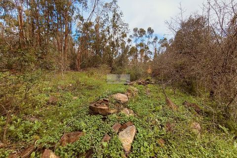 Helårsgrund i Monchique, Faro, Monchique - € 540.000 | Ref: T0388 - foto 15