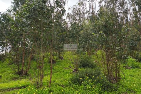 Terra a Sagres, Faro, Sagres - € 50.000 | Ref: T0437 - foto 2