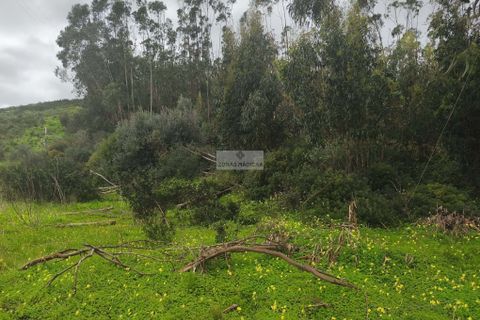 Terra a Sagres, Faro, Sagres - € 50.000 | Ref: T0437 - foto 5