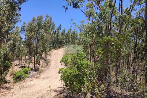 Helårsgrund i Monchique, Faro, Monchique - € 350.000 | Ref: T0438 - foto 3