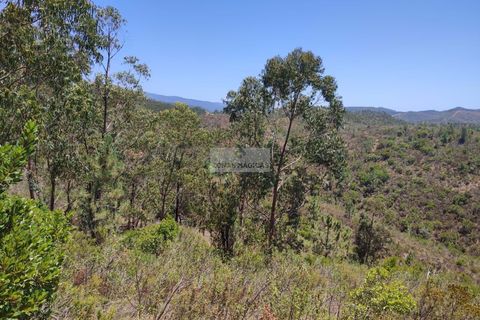 Helårsgrund i Monchique, Faro, Monchique - € 350.000 | Ref: T0438 - foto 8