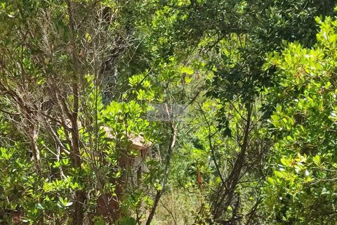 Helårsgrund i Monchique, Faro, Monchique - € 45.000 | Ref: T0440 - foto 11