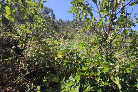 Ruïna a Monchique, Faro, Monchique - € 55.000 | Ref: R0067 - foto 6