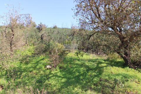 Terra a Sagres, Faro, Sagres - € 75.000 | Ref: T0476 - foto 8