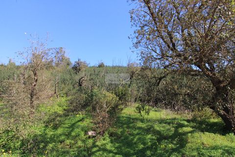 Terra a Sagres, Faro, Sagres - € 75.000 | Ref: T0476 - foto 9