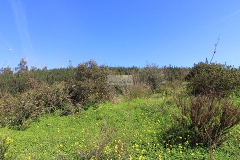 Terra a Sagres, Faro, Sagres - € 75.000 | Ref: T0476 - foto 11
