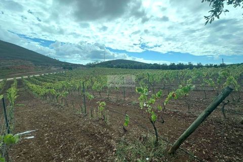 Ruin i Lagos, Faro, Lagos - € 500 000 | Ref: R0094 - foto 6