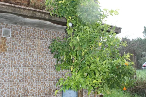 Villa i Castelo Branco, Castelo Branco, Castelo Branco - € 58.000 | Ref: C0220-00996 - foto 4