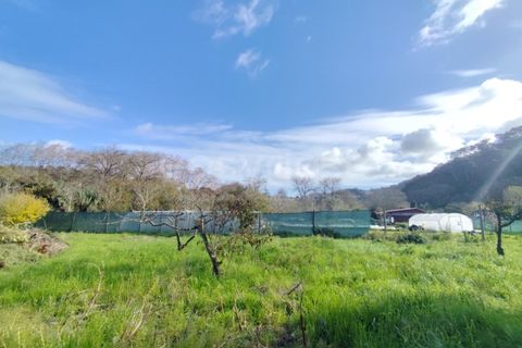 Farm i Almocageme, Lisbon, Almocageme - € 900.000 | Ref: MM52985MC - foto 6