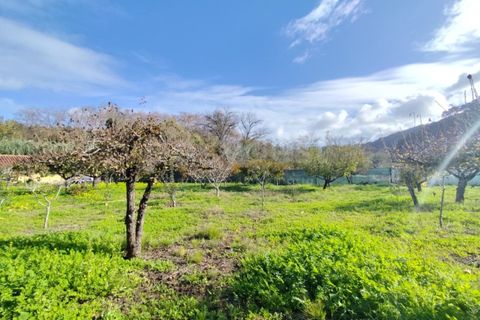 Farm i Almocageme, Lisbon, Almocageme - € 900.000 | Ref: MM52985MC - foto 8
