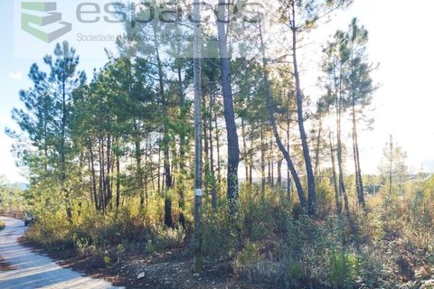 Helårsgrund i Castelo Branco, Castelo Branco, Castelo Branco - € 19.500 | Ref: 5725/AC - foto 11